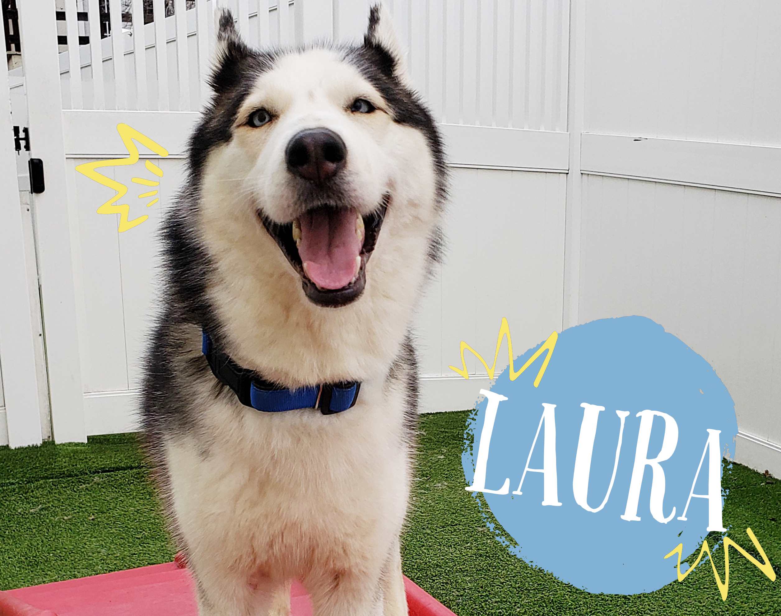 image of our foster dog Laura